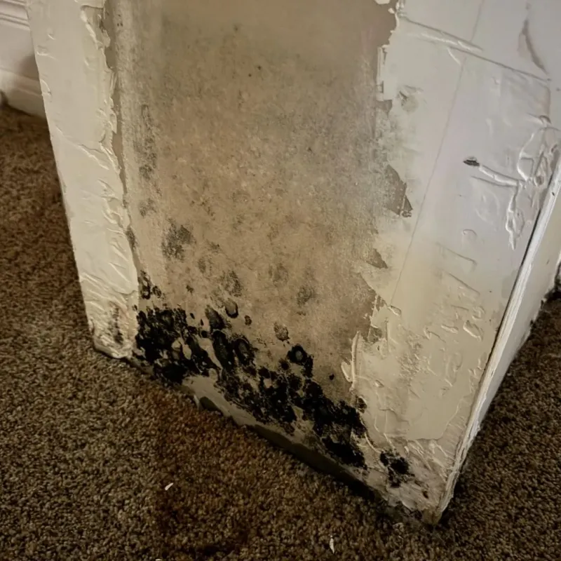 Professional Mold Removal in Lawrence, IN